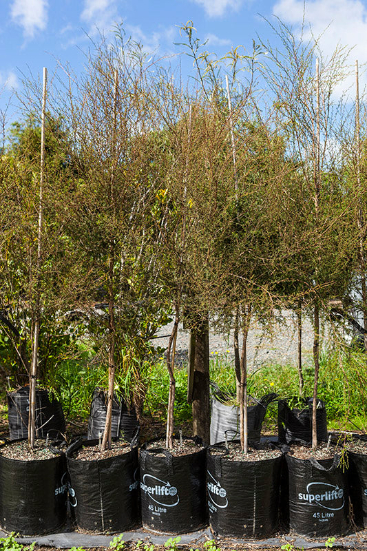Kanuka (Kunzea robusta)