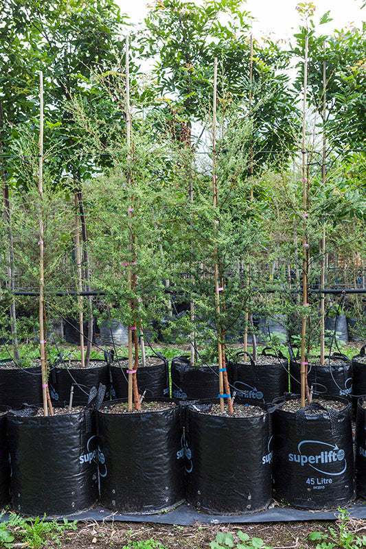 Kanuka (Kunzea robusta)