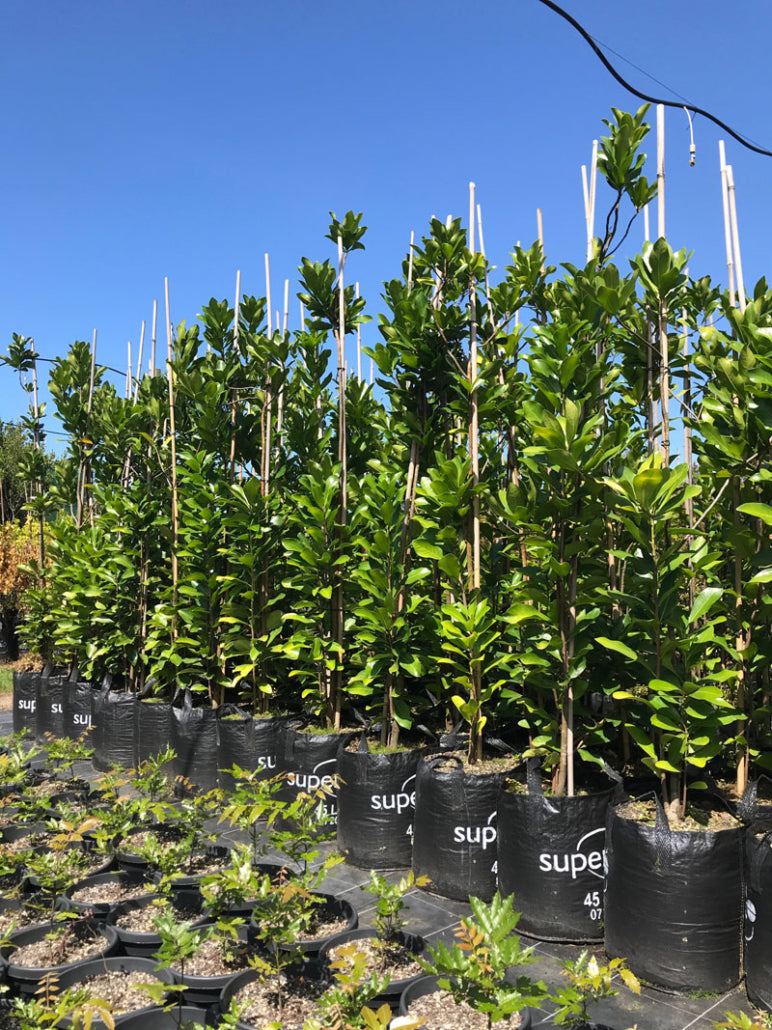 Karaka (Corynocarpus laevigatus)