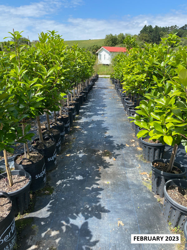 Karaka (Corynocarpus laevigatus)