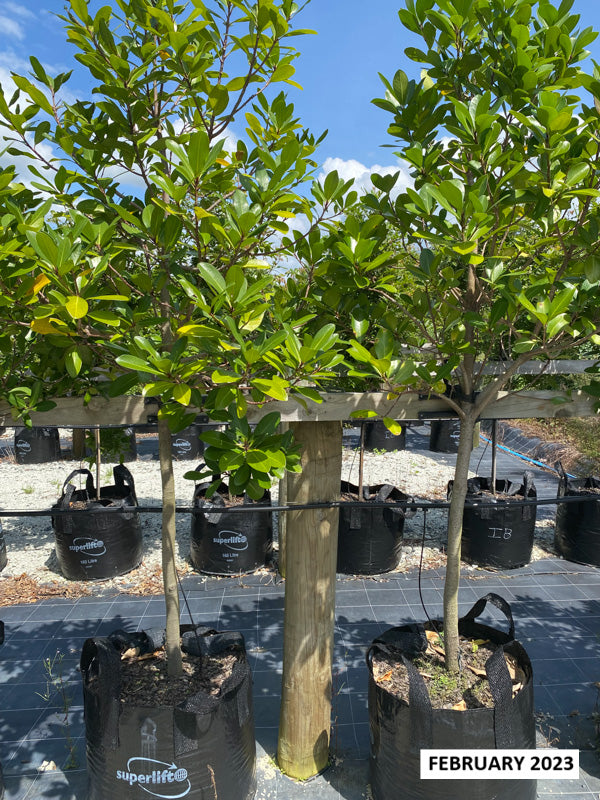 Karaka (Corynocarpus laevigatus)