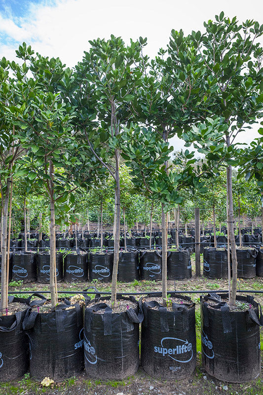 Karaka (Corynocarpus laevigatus)