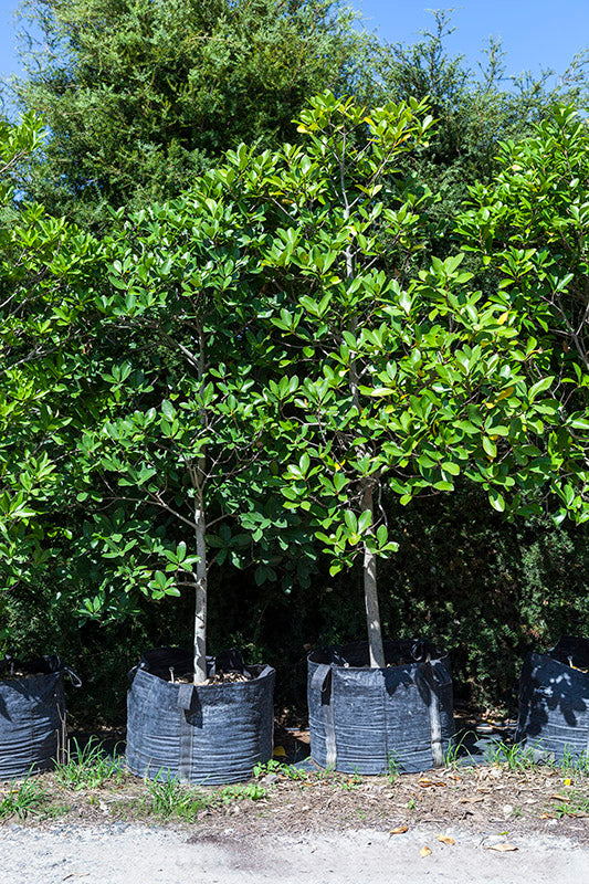 Karaka (Corynocarpus laevigatus)