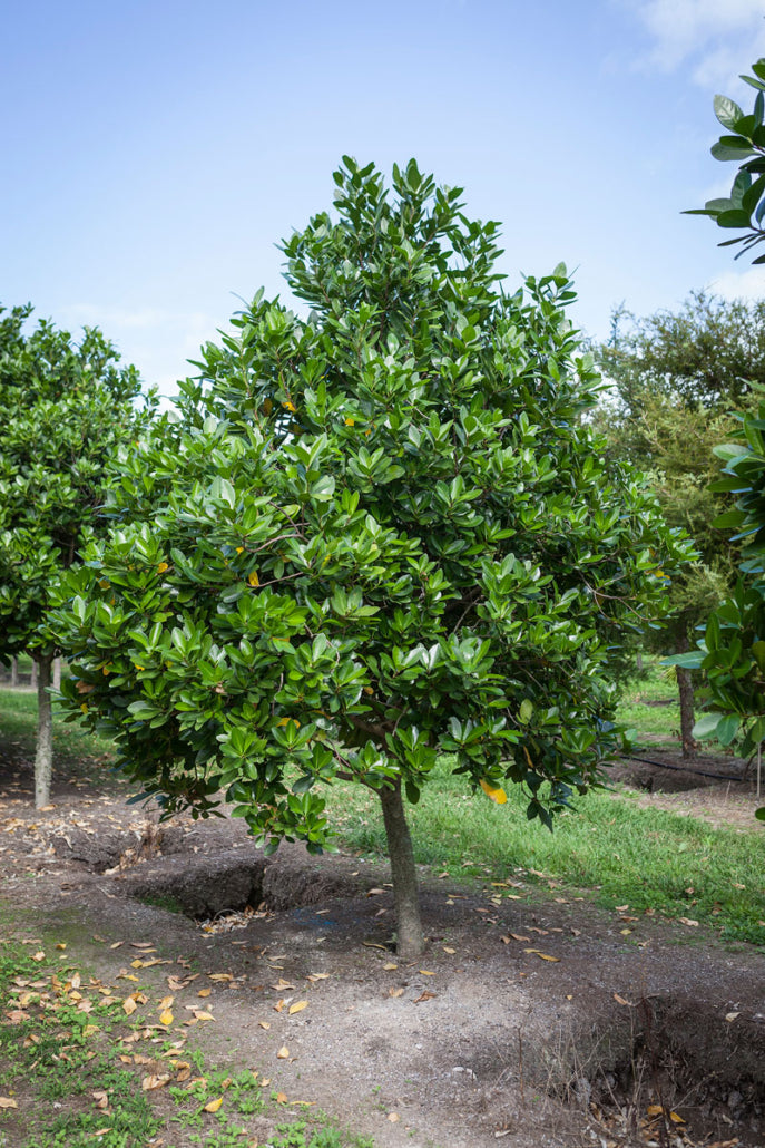 Karaka (Corynocarpus laevigatus)