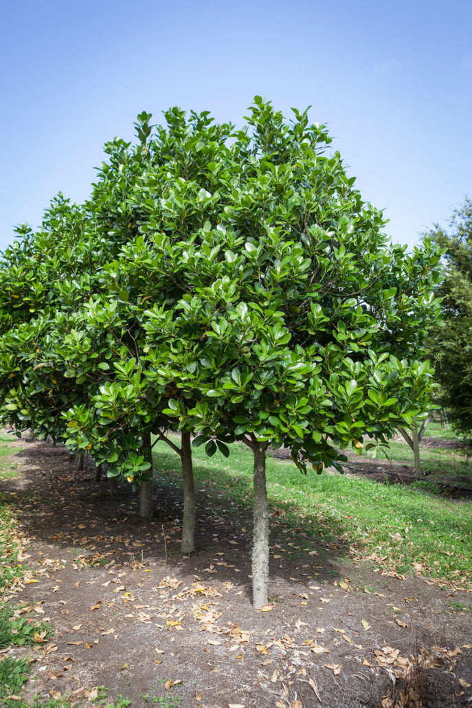 Karaka (Corynocarpus laevigatus)