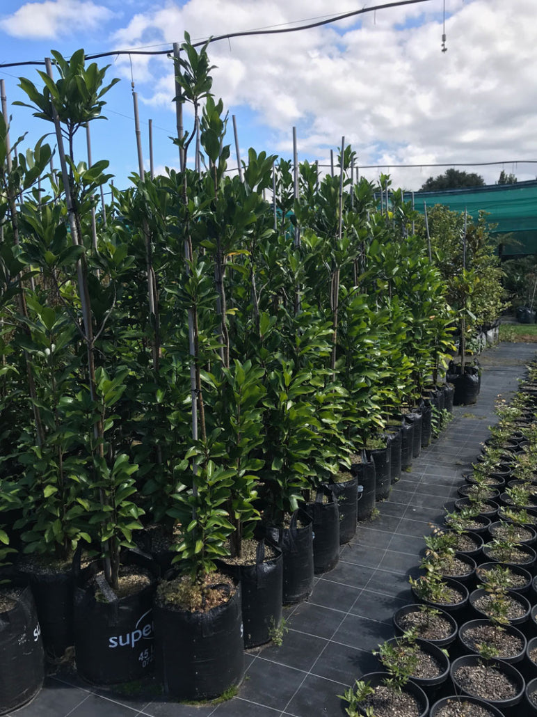 Karaka (Corynocarpus laevigatus)
