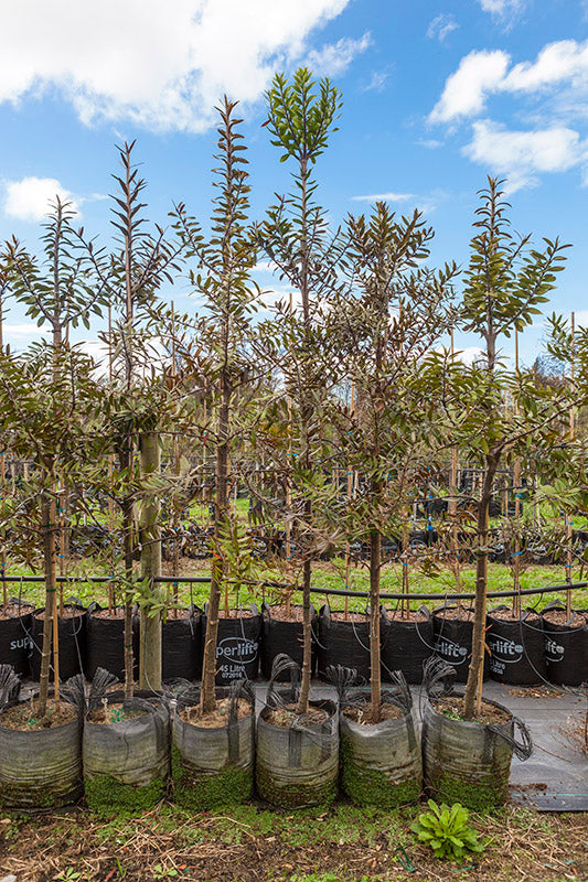 Kauri (Agathis australis)