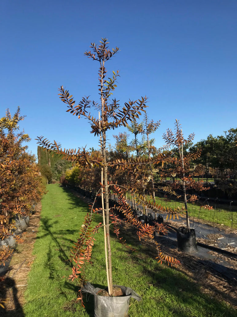 Kauri (Agathis australis)