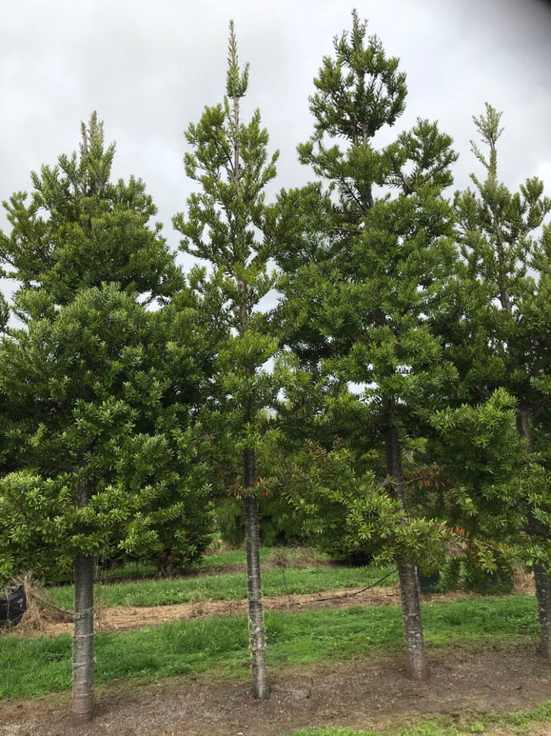 Kauri (Agathis australis)