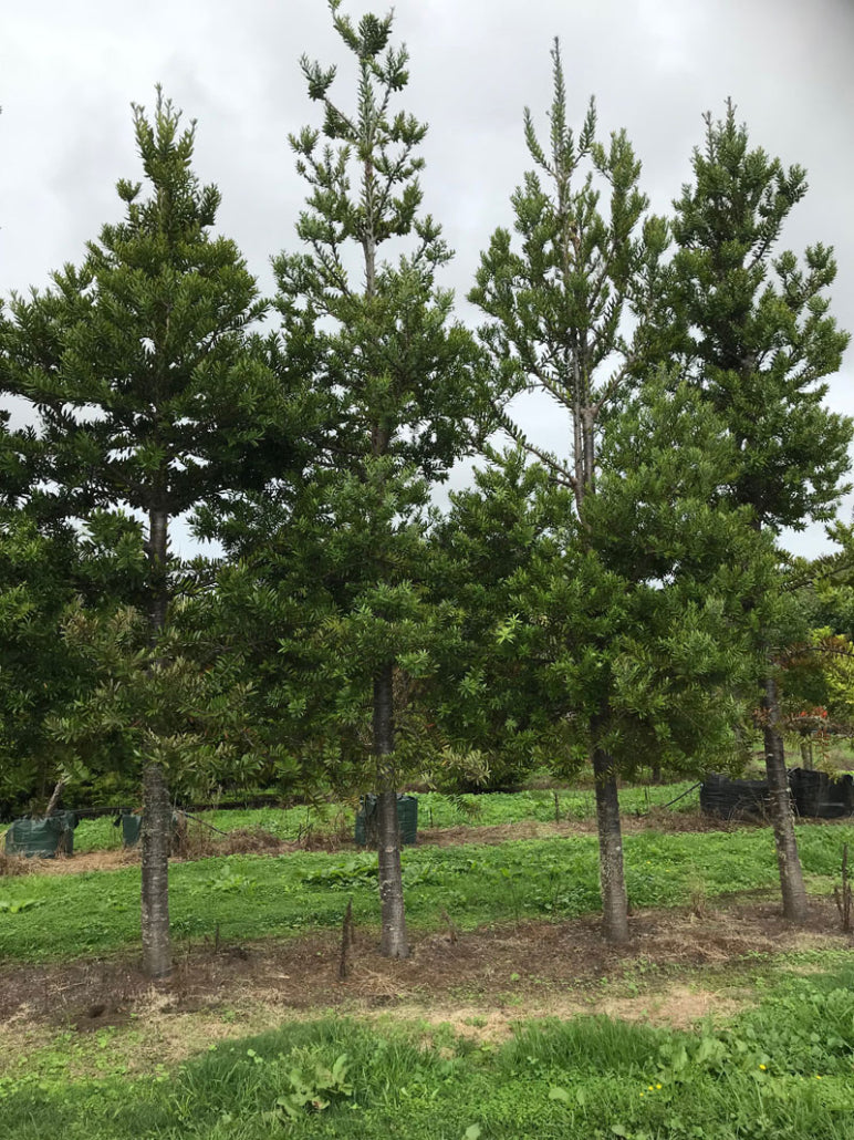 Kauri (Agathis australis)