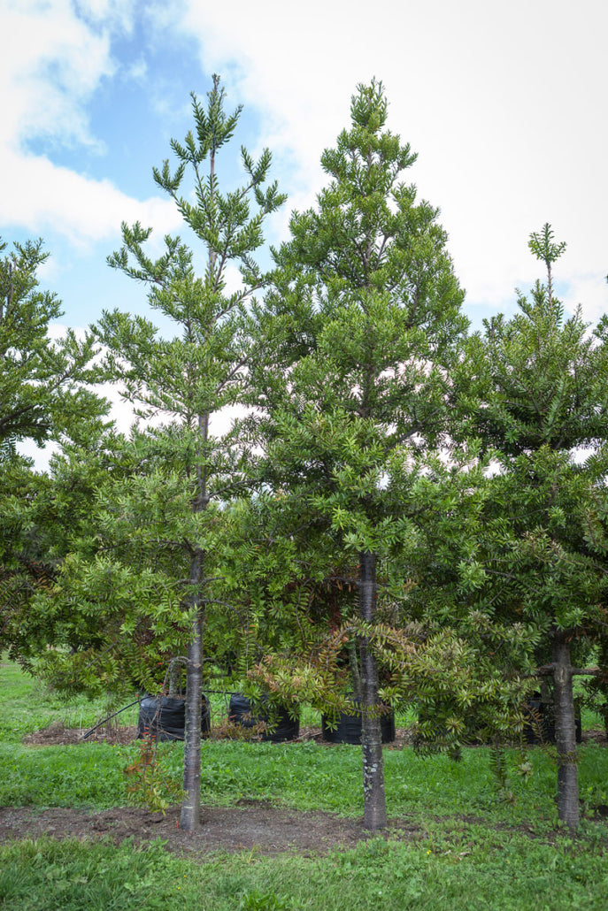 Kauri (Agathis australis)