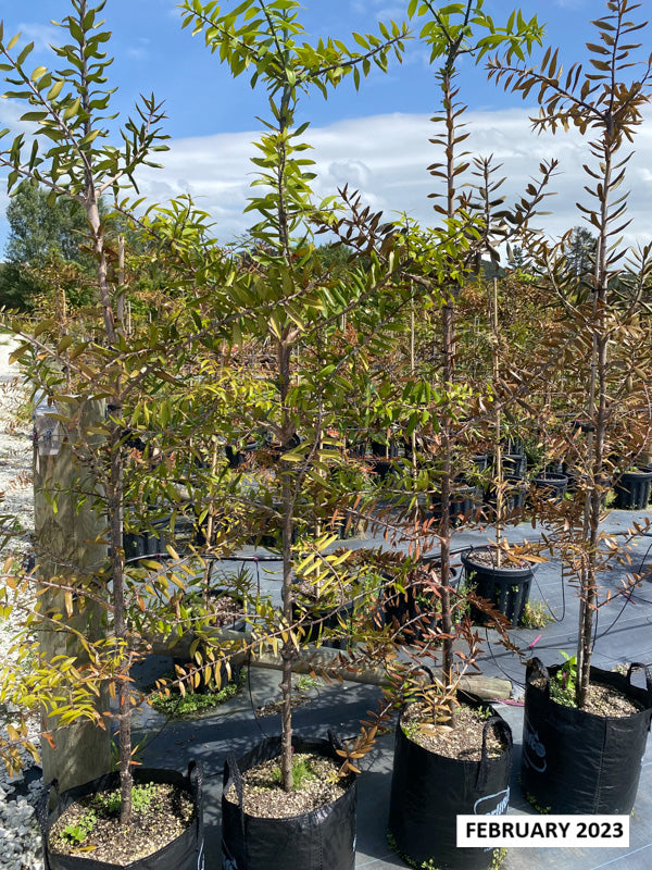 Kauri (Agathis australis)