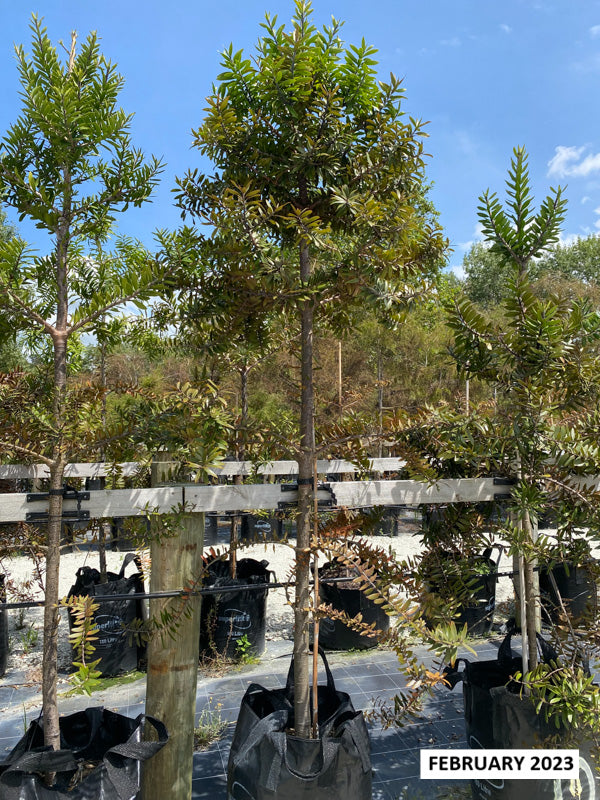 Kauri (Agathis australis)