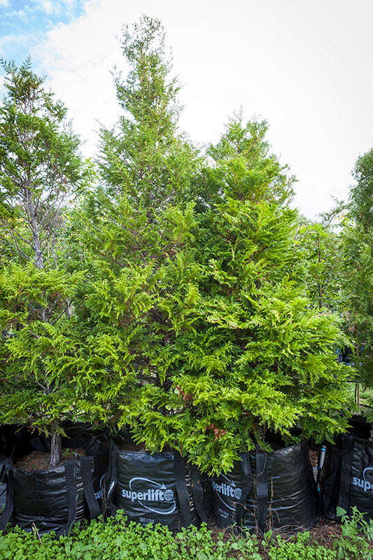Kawaka (Libocedrus plumosa)