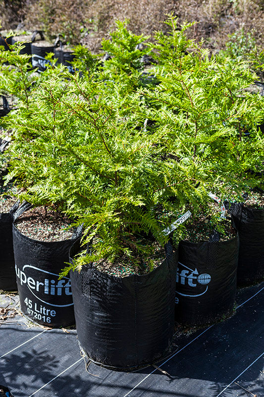 Kawaka (Libocedrus plumosa)