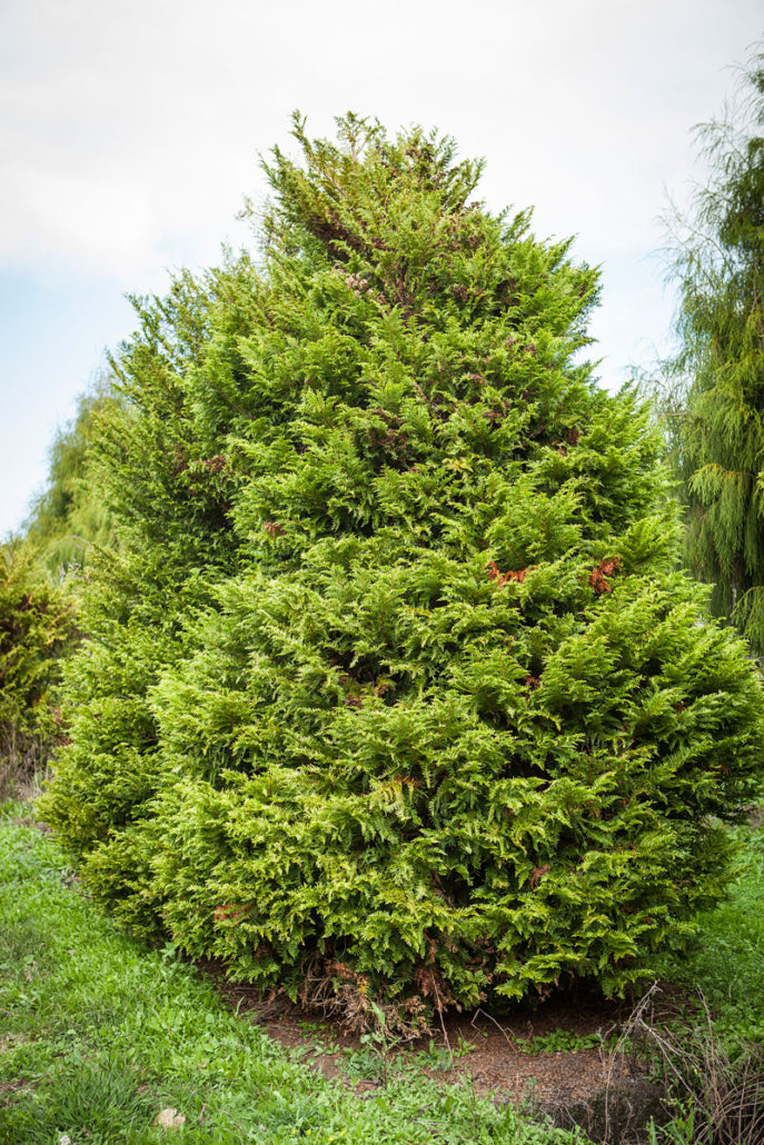 Kawaka (Libocedrus plumosa)