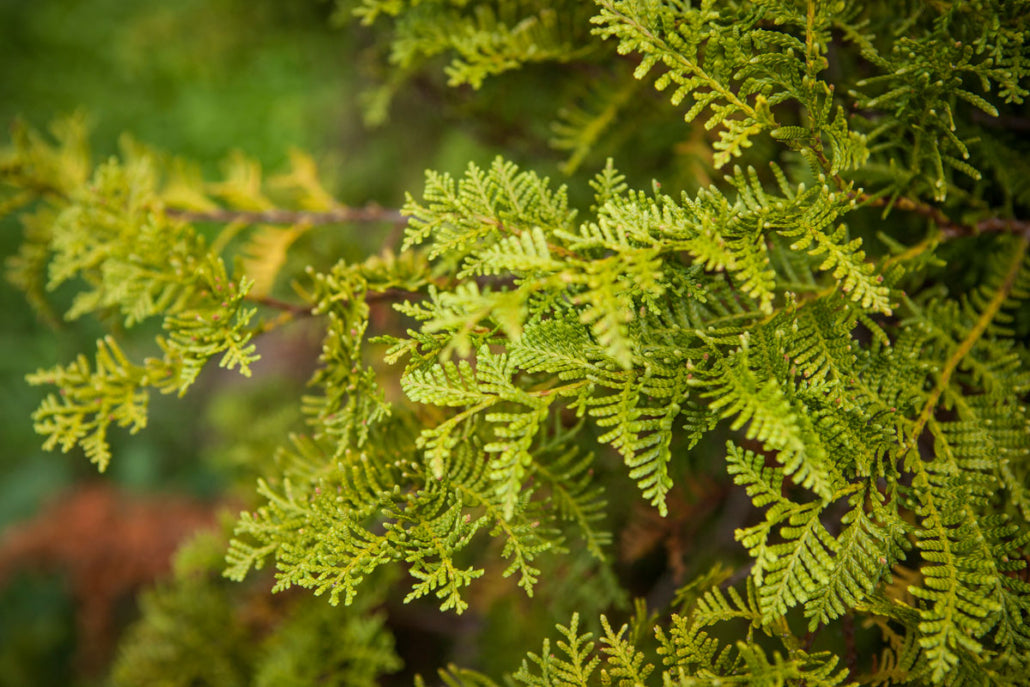 Kawaka (Libocedrus plumosa)