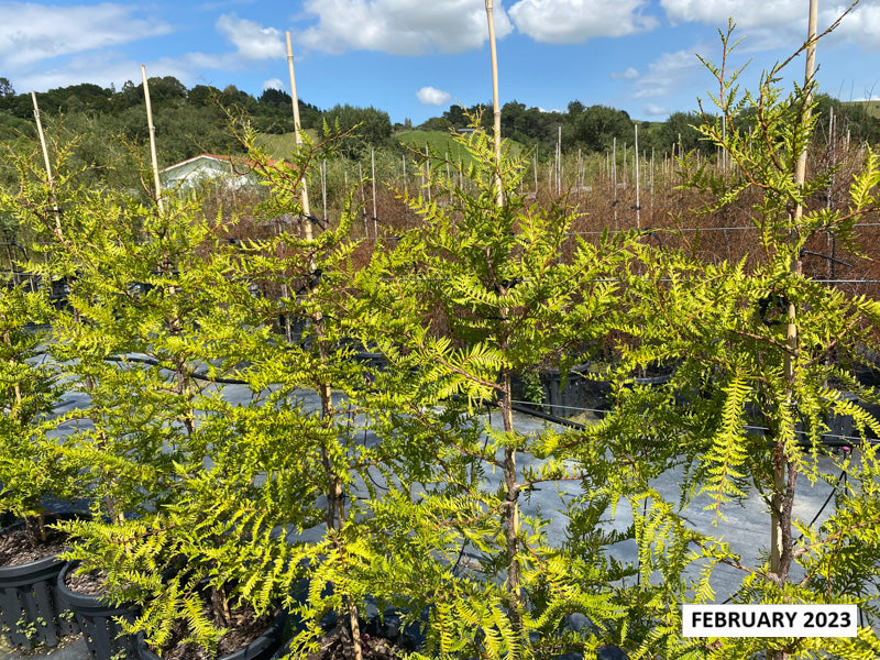 Kawaka (Libocedrus plumosa)
