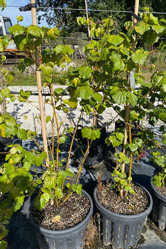 kawakawa indoor plant Kawakawa (Piper excelsum)