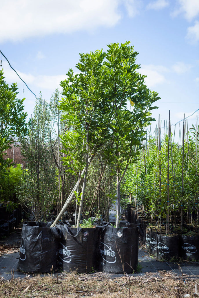 Kohekohe (Didymocheton spectabilis)