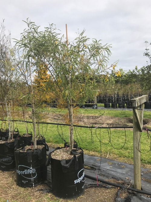Kowhai Chathamica (Sophora chathamica)