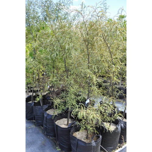 Kowhai Microphylla (Sophora microphylla)