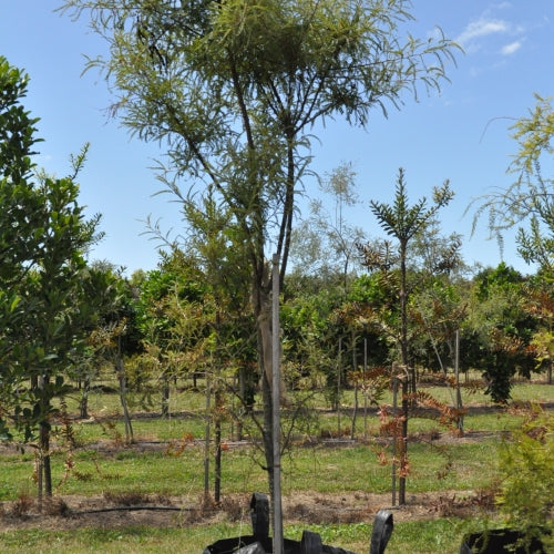 Kowhai Microphylla (Sophora microphylla)