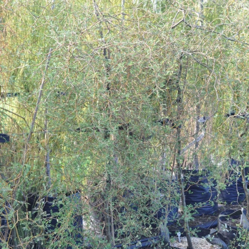 Kowhai Microphylla (Sophora microphylla)
