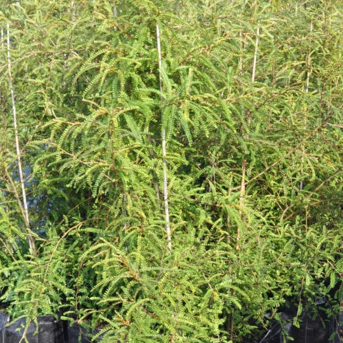 Kowhai Microphylla (Sophora microphylla)