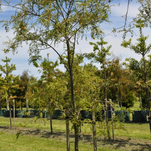Kowhai Microphylla (Sophora microphylla)