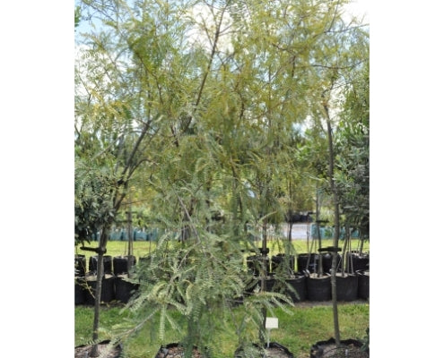 Kowhai Godleyii (Sophora godleyii)