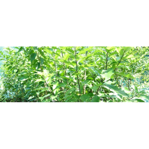 Mahoe (Melicytus ramiflorus)
