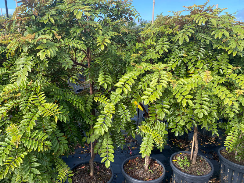 Makamaka (Ackama rosifolia)