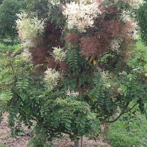 Makamaka (Ackama rosifolia)