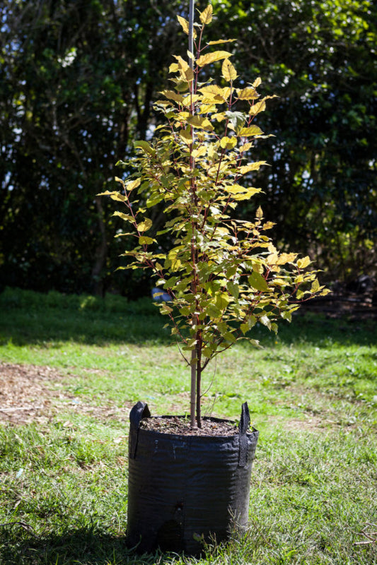 Makomako (Aristotelia serrata)