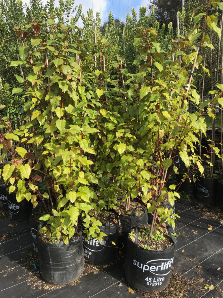 Makomako (Aristotelia serrata)