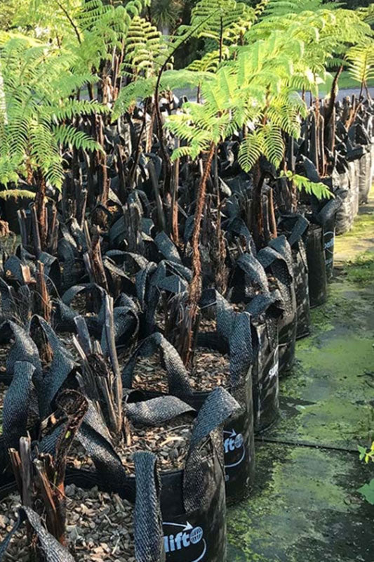 Mamaku (Sphaeropteris medullaris)