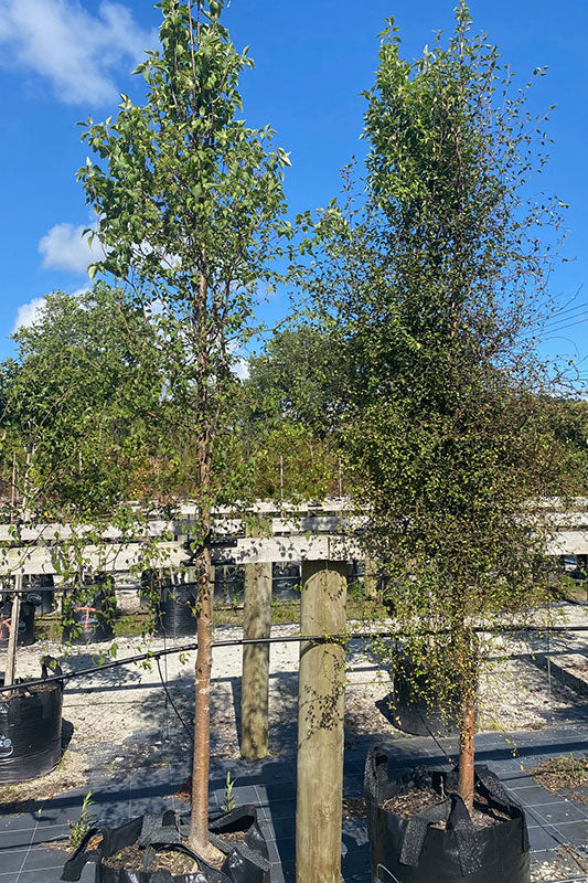 Manatu (Plagianthus regius)