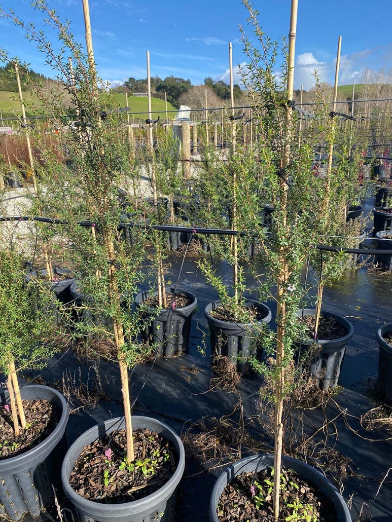 Manuka (Leptospermum scoparium)