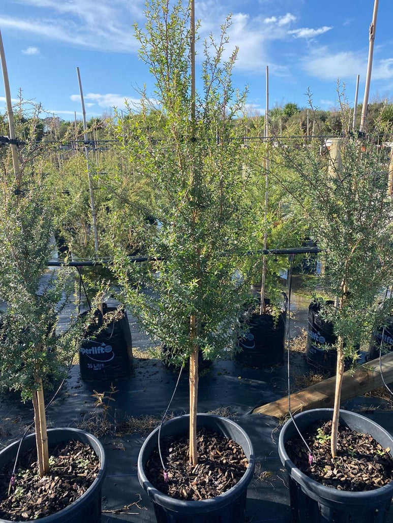 Manuka (Leptospermum scoparium)