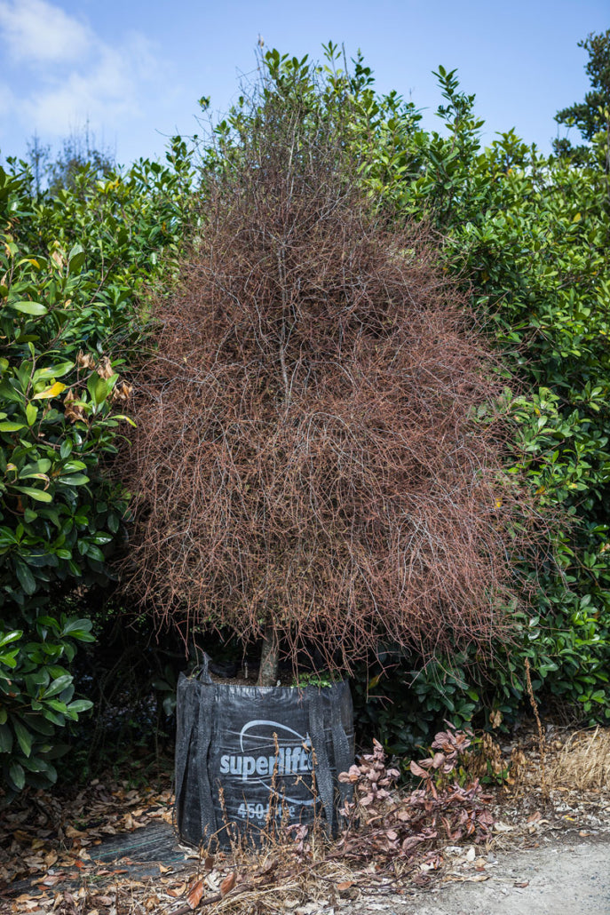 Matai (Prumnopitys taxifolia)