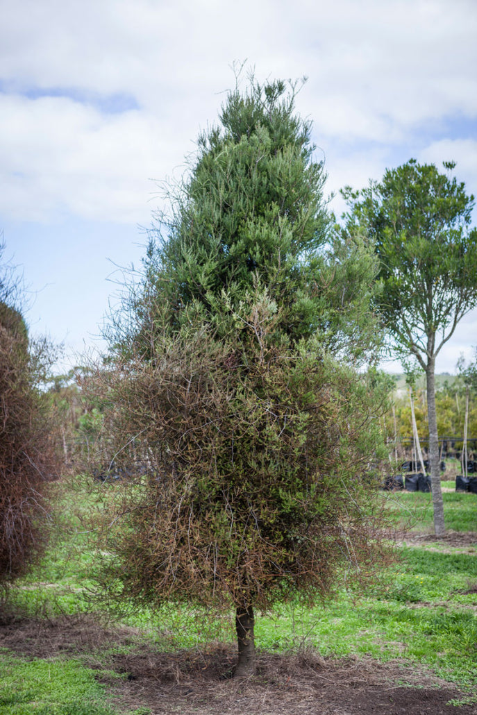 Matai (Prumnopitys taxifolia)
