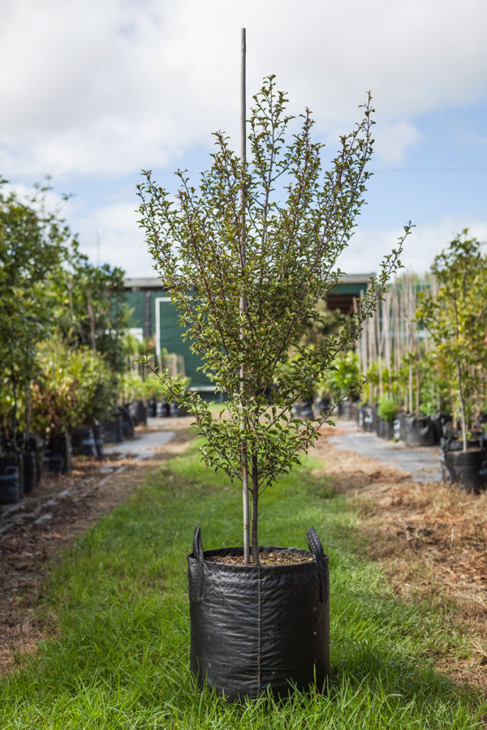 Matipo (Myrsine australis)