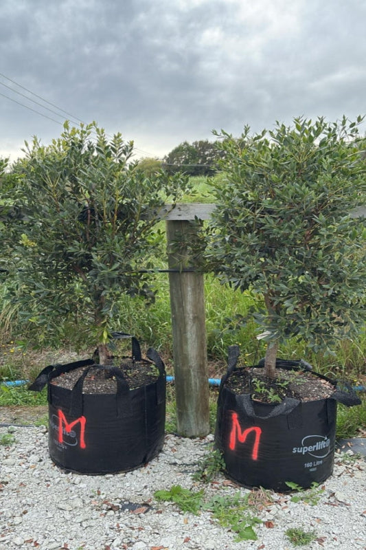 Maungapiko (Metrosideros excelsa x umbellata)