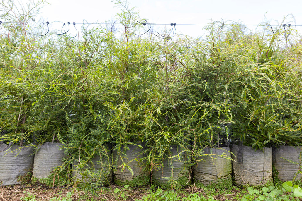Miro (Pectinopitys ferruginea)
