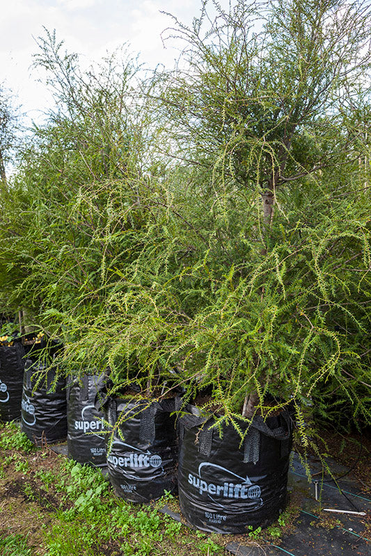 Miro (Pectinopitys ferruginea)