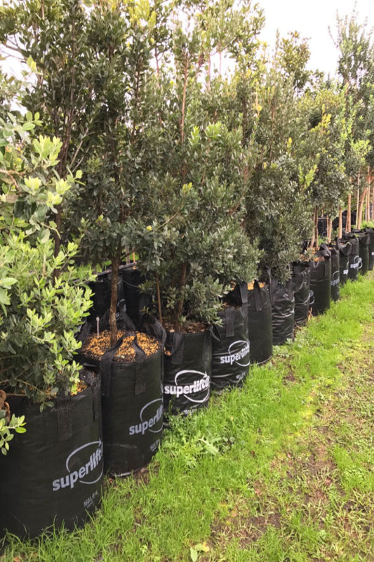 Mistral (Metrosideros excelsa x robusta)