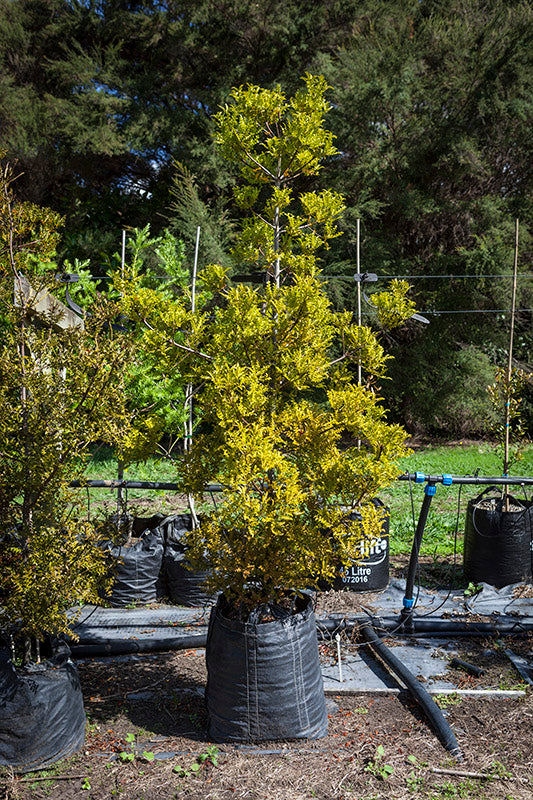 Mountain Toatoa (Phyllocladus alpinus)
