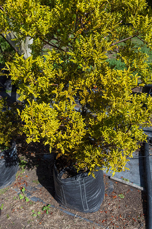 Mountain Toatoa (Phyllocladus alpinus)