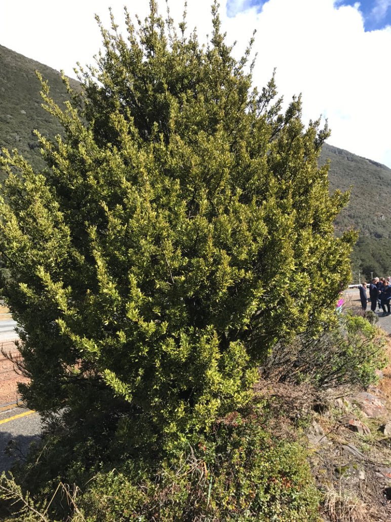 Mountain Toatoa (Phyllocladus alpinus)